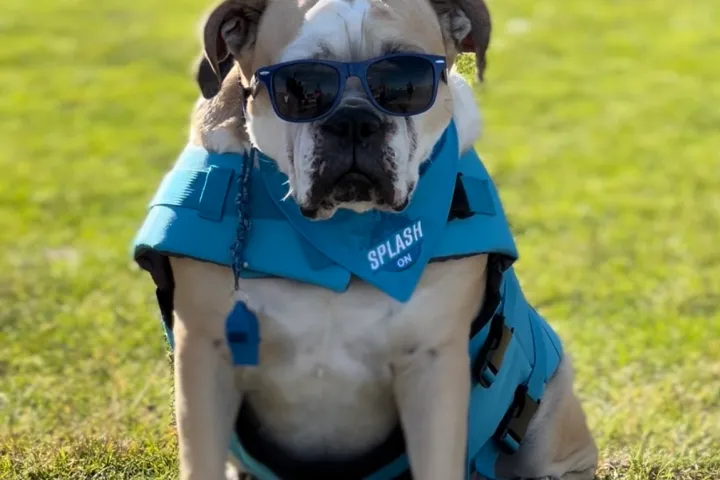 a small dog standing on grass