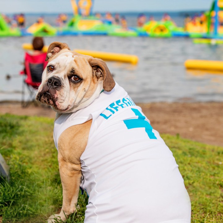 a dog sitting in the grass